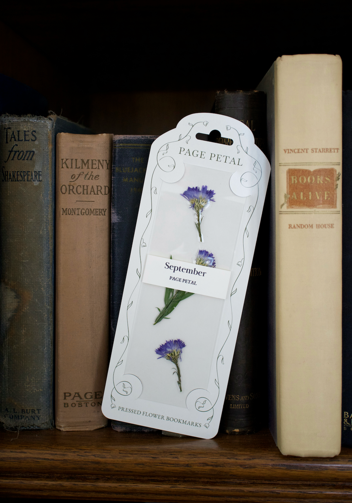 September Aster Bookmark | Birth Month Flower Gift